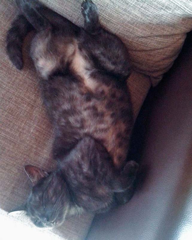 Zuhause gesucht: Kätzin Coffee / © 2014 Privat