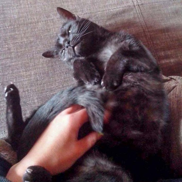 Zuhause gesucht: Kätzin Coffee / © 2014 Privat