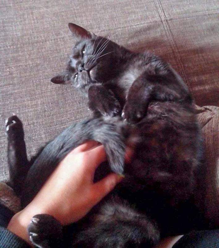 Zuhause gesucht: Kätzin Coffee / © 2014 Privat