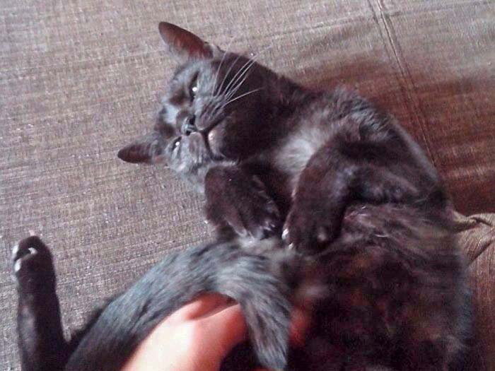 Zuhause gesucht: Kätzin Coffee / © 2014 Privat