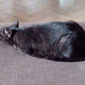 Zuhause gesucht: Kätzin Coffee / © 2014 Privat