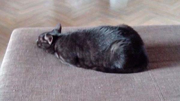 Zuhause gesucht: Kätzin Coffee / © 2014 Privat