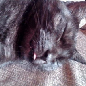 Zuhause gesucht: Kätzin Coffee / © 2014 Privat