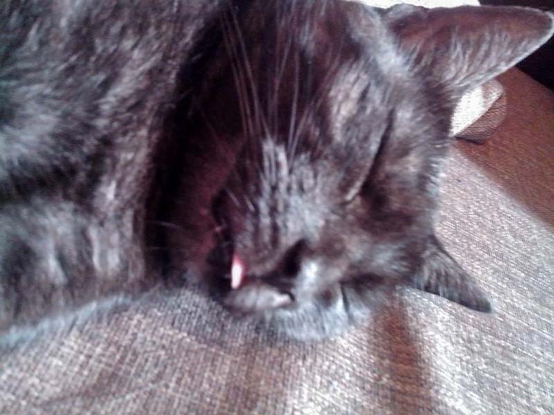 Zuhause gesucht: Kätzin Coffee / © 2014 Privat