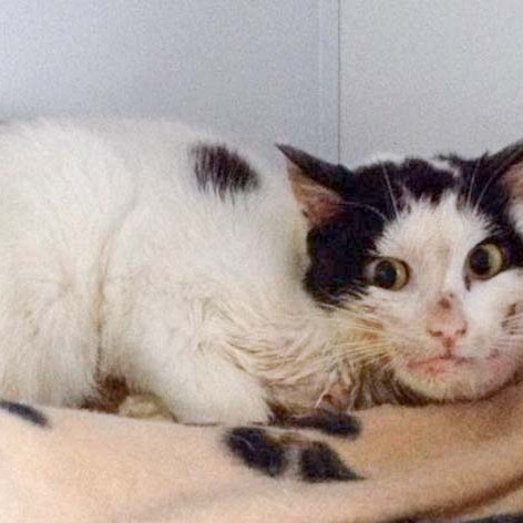 Kätzin Skinny am 3-ten Tag bei uns / © 2014 Arche KaNaum (D.N.)