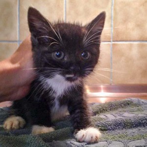 Kätzin Anna – 580 gr. Kätzin Anna - 580 gr. / © 2014 Arche KaNaum (DN)