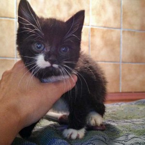 Kätzin Haribo – 480 gr. Kätzin Haribo - 480 gr. / © 2014 Arche KaNaum (DN)