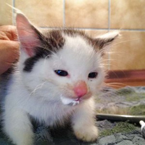 Kater Idefix – 580 gr. Kater Idefix - 580 gr. / © 2014 Arche KaNaum (DN)