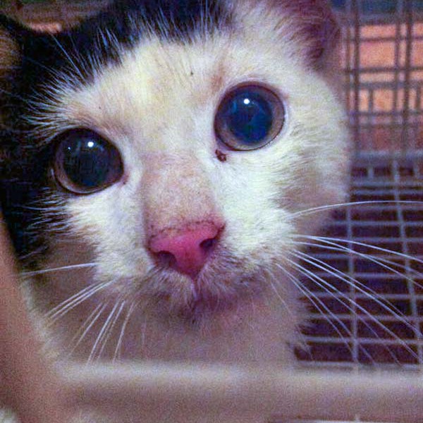 Streunerkater Strolch - so sah er aus, als er zu uns kam / © 2014 Arche KaNaum (D.N.)