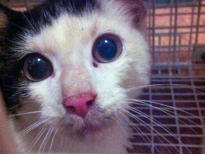 Streunerkater Strolch - so sah er aus, als er zu uns kam / © 2014 Arche KaNaum (D.N.)