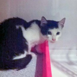 Streunerkater Strolch - so sah er aus, als er zu uns kam / © 2014 Arche KaNaum (D.N.)