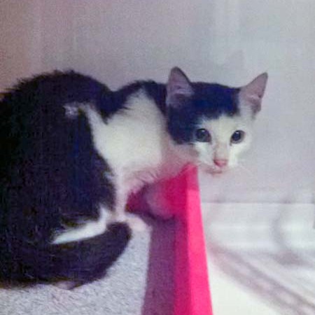 Streunerkater Strolch - so sah er aus, als er zu uns kam / © 2014 Arche KaNaum (D.N.)