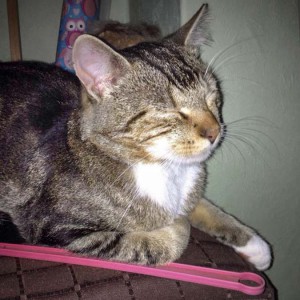 Graugetigerter Fundkater Tennishalle / © 2014 Privat