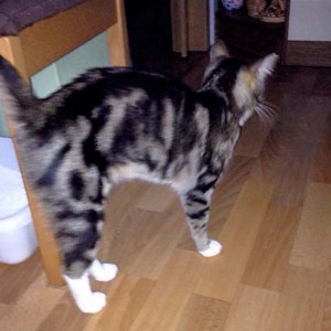 Graugetigerter Fundkater Tennishalle / © 2014 Privat