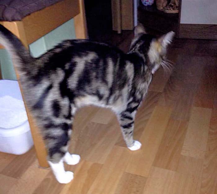 Graugetigerter Fundkater Tennishalle / © 2014 Privat