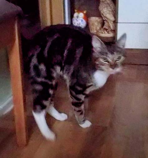 Graugetigerter Fundkater Tennishalle / © 2014 Privat