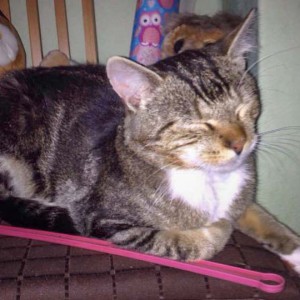 Graugetigerter Fundkater Tennishalle / © 2014 Privat