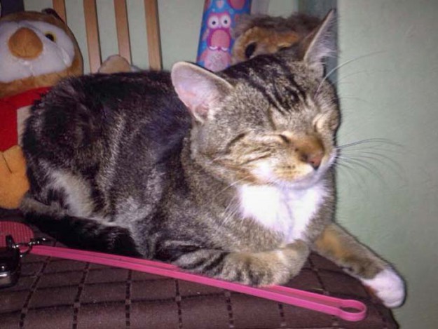 Graugetigerter Fundkater Tennishalle / © 2014 Privat