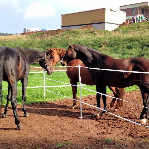 Erster vorsichtiger Kontakt: Gnadenhof-Pferde Sir Tobi (l.), Henry (m.) und Carthago / © 2014 Arche KaNaum (DN)