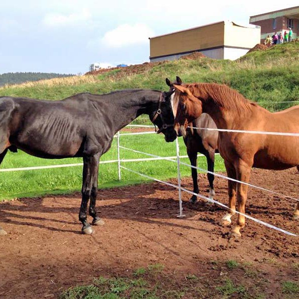 Erster vorsichtiger Kontakt: Gnadenhof-Pferde Sir Tobi (l.), Carthago (m.) und Henry  / © 2014 Arche KaNaum (DN) Erster vorsichtiger Kontakt: Gnadenhof-Pferde Sir Tobi (l.), Carthago (m.) und Henry / © 2014 Arche KaNaum (DN)
