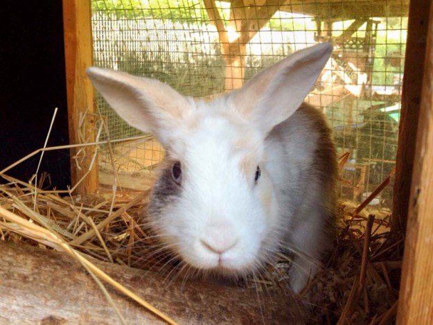 Kaninchen Flip / © 2014 Arche KaNaum (AE)