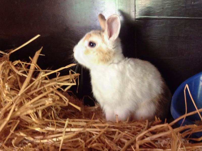 Kaninchen Flip / © 2014 Arche KaNaum (AE)