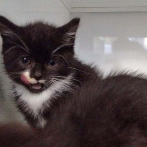 Kätzin Haribo Kätzin Haribo / © 2014 Arche KaNaum (DN)