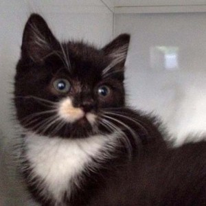 Kätzin Haribo Kätzin Haribo / © 2014 Arche KaNaum (DN)