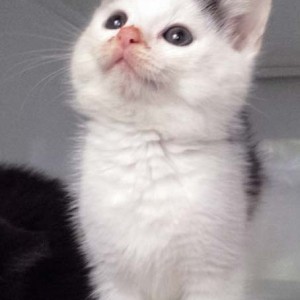 Kater Idefix Kater Idefix / © 2014 Arche KaNaum (DN)