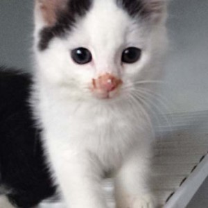 Kater Idefix Kater Idefix / © 2014 Arche KaNaum (DN)