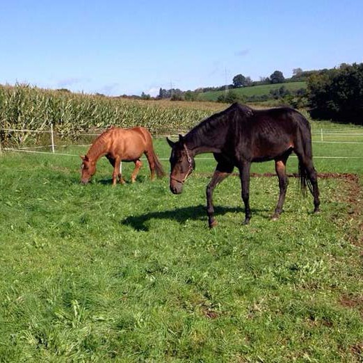 Schon am dritten Tag dicke Freunde: Gnadenhof-Pferde Sir Tobi (r.) und Henry  / © 2014 Arche KaNaum (LD) Schon am dritten Tag dicke Freunde: Gnadenhof-Pferde Sir Tobi (r.) und Henry / © 2014 Arche KaNaum (LD)
