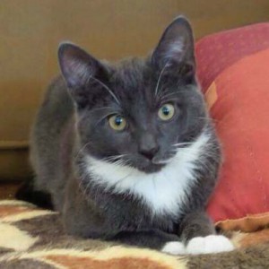 Vermisst: Kater Rocky Vermisst: Kater Rocky / © 2014 Privat