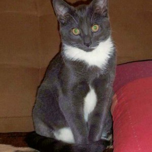 Vermisst: Kater Rocky Vermisst: Kater Rocky / © 2014 Privat