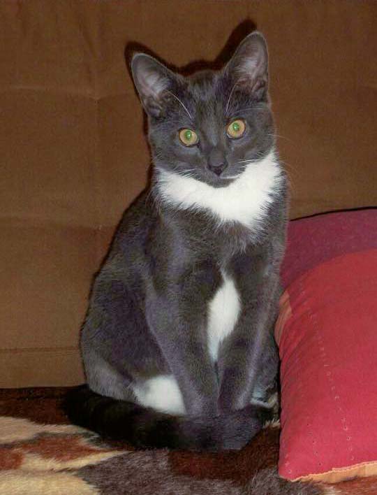 Vermisst: Kater Rocky / © 2014 Privat