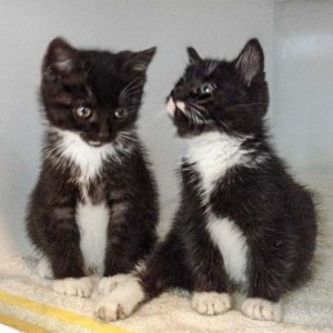 Kätzinnen Anna (l.) und Haribo Kätzinnen Anna (l.) und Haribo / © 2014 Arche KaNaum (DN)