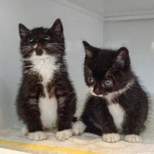 Kätzinnen Anna (l.) und Haribo Kätzinnen Anna (l.) und Haribo / © 2014 Arche KaNaum (DN)