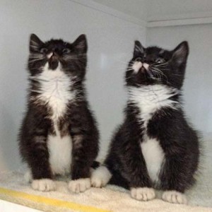 Kätzinnen Anna (l.) und Haribo Kätzinnen Anna (l.) und Haribo / © 2014 Arche KaNaum (DN)