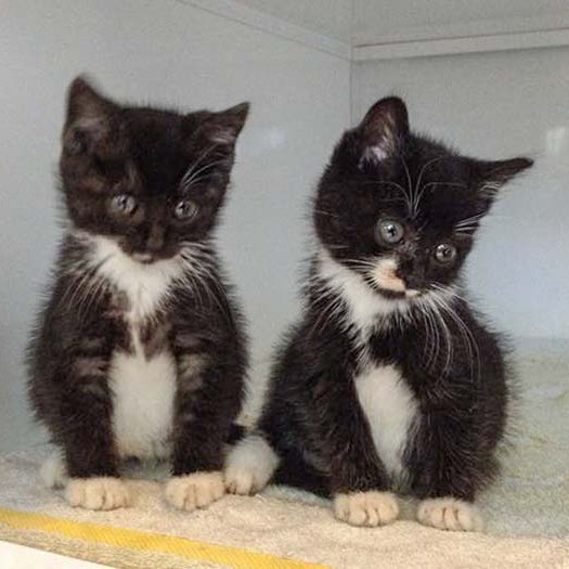 Kätzinnen Anna (l.) und Haribo Kätzinnen Anna (l.) und Haribo / © 2014 Arche KaNaum (DN)