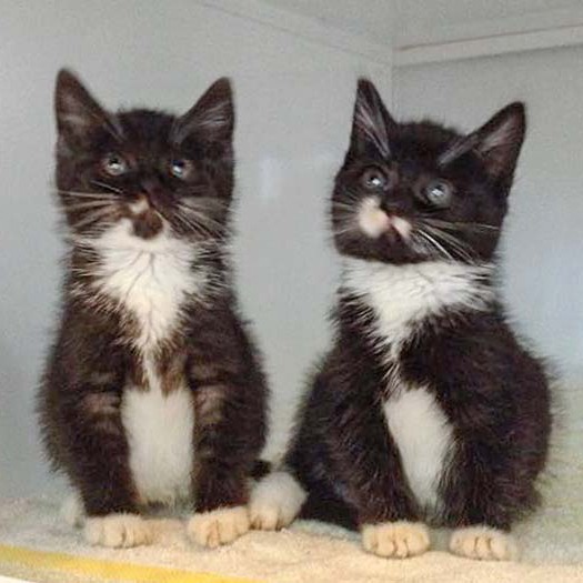 Kätzinnen Anna (l.) und Haribo / © 2014 Arche KaNaum (DN)