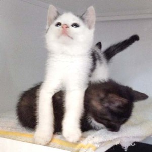 Katerchen Idefix (o.) und Schwester Haribo Katerchen Idefix (o.) und Schwester Haribo / © 2014 Arche KaNaum (DN)