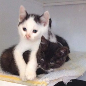 Katerchen Idefix (o.) und Schwester Haribo Katerchen Idefix (o.) und Schwester Haribo / © 2014 Arche KaNaum (DN)