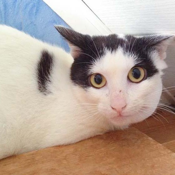 Kätzin Skinny nach 3 Wochen bei uns / © 2014 Arche KaNaum (D.N.)