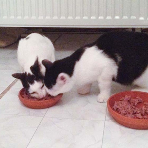 Kätzin Skinny (l.) mit Kumpel Kater Strolch / © 2014 Arche KaNaum (D.N.)