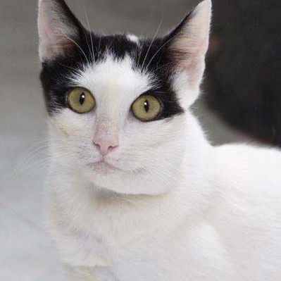 Kätzin Skinny nach 4 Wochen bei uns / © 2014 Arche KaNaum (DN)