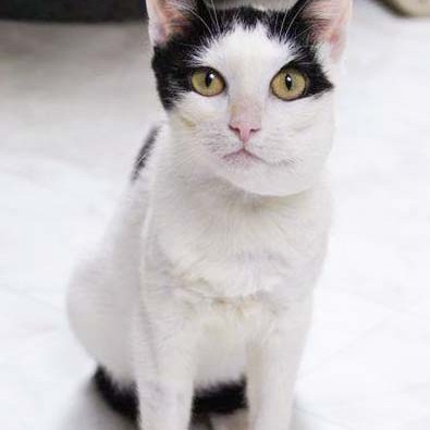 Kätzin Skinny nach 4 Wochen bei uns / © 2014 Arche KaNaum (DN)