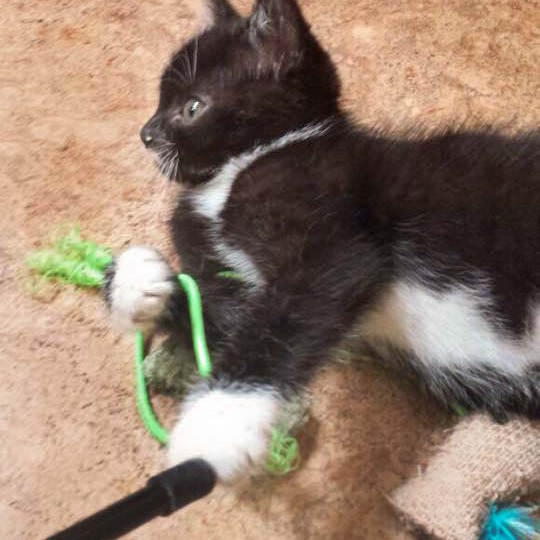 Kätzin Anna / © 2014 Arche KaNaum (DN)