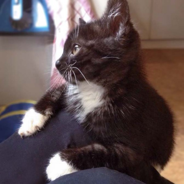 Kätzin Anna / © 2014 Arche KaNaum (DN)