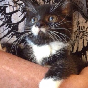 Kätzin Haribo Kätzin Haribo / © 2014 Arche KaNaum (DN)