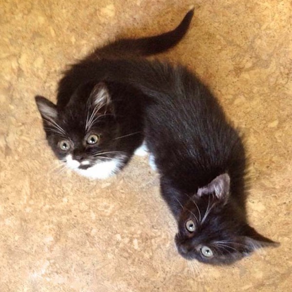 Kätzinnen Haribo (l.) und Anna / © 2014 Arche KaNaum (DN)