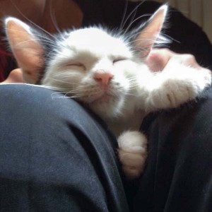 Katerchen Idefix Katerchen Idefix / © 2014 Arche KaNaum (DN)